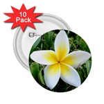 Good Morning Flower  2.25  Button (10 pack)