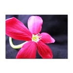 Antina Flower  Sticker A4 (100 pack)