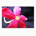 Antina Flower  Postcards 5  x 7  (Pkg of 10)