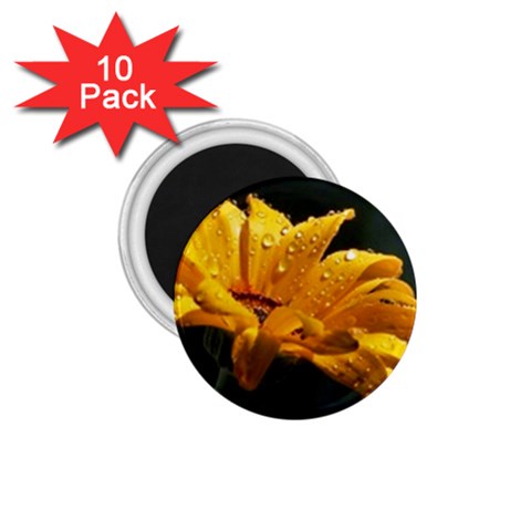 Yellow Orange   1.75  Magnet (10 pack)  from ArtsNow.com Front