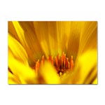 Yellow Color Flower   Sticker A4 (100 pack)
