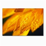 Wet Yellow Flowers 1   Postcards 5  x 7  (Pkg of 10)