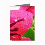 Wet Pink Rose  Mini Greeting Cards (Pkg of 8)