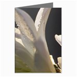 Water Drops on Flower 2  Greeting Cards (Pkg of 8)