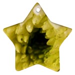 Water Drops on Flower 3   Ornament (Star)