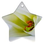 The White Flower  Ornament (Star)