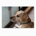 Fun puppy Postcard 4 x 6  (Pkg of 10)