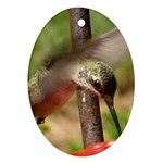 Hummingbird Ornament (Oval)