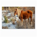 WILD FERAL HORSE POSTCARDS Postcards 5  x 7  (Pkg of 10)