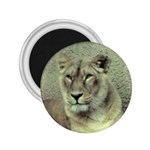 Lioness 2.25  Magnet