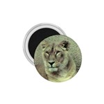 Lioness 1.75  Magnet