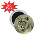 Lioness 1.75  Magnet (100 pack) 