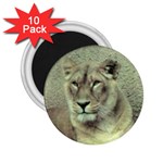 Lioness 2.25  Magnet (10 pack)