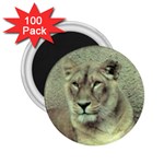 Lioness 2.25  Magnet (100 pack) 