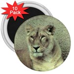 Lioness 3  Magnet (10 pack)