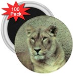 Lioness 3  Magnet (100 pack)