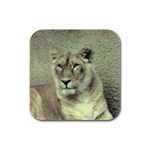 Lioness Rubber Square Coaster (4 pack)