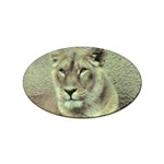 Lioness Sticker (Oval)