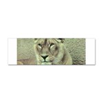 Lioness Sticker (Bumper)