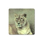 Lioness Magnet (Square)