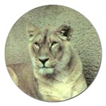 Lioness Magnet 5  (Round)