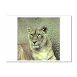 Lioness Sticker A4 (10 pack)