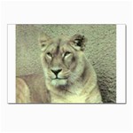 Lioness Postcard 4 x 6  (Pkg of 10)