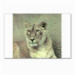 Lioness Postcards 5  x 7  (Pkg of 10)