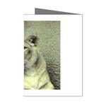 Lioness Mini Greeting Cards (Pkg of 8)