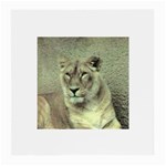 Lioness Glasses Cloth (Medium, Two Sides)