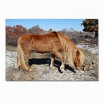 Wild Feral Horse Postcards 5  x 7  (Pkg of 10)