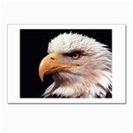 www_pics_am-birds133 Postcard 4 x 6  (Pkg of 10)
