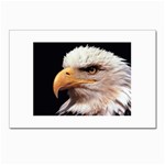 www_pics_am-birds133 Postcards 5  x 7  (Pkg of 10)
