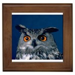 www_pics_am-birds207 Framed Tile