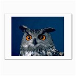 www_pics_am-birds207 Postcard 4 x 6  (Pkg of 10)
