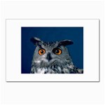 www_pics_am-birds207 Postcards 5  x 7  (Pkg of 10)