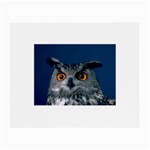 www_pics_am-birds207 Glasses Cloth (Small, Two Sides)