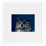 www_pics_am-birds207 Glasses Cloth (Medium)