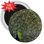 bird_15 3  Magnet (100 pack)