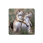 Prairie_Dogs Magnet (Square)