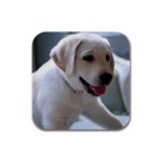 Puppy Labrador 4 Rubber Square Coaster (4 pack) A054