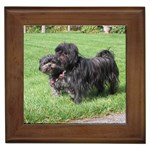 Affenpinscher Dog Framed Tile