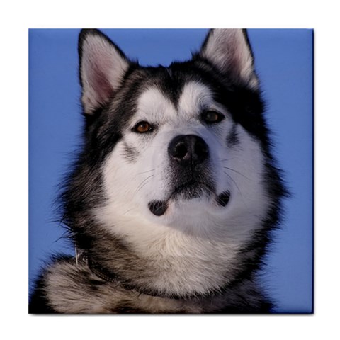 Alaskan Malamute Dog Tile Coaster from ArtsNow.com Front