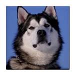 Alaskan Malamute Dog Tile Coaster