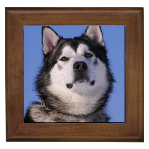 Alaskan Malamute Dog Framed Tile from ArtsNow.com Front