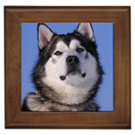 Alaskan Malamute Dog Framed Tile