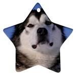 Alaskan Malamute Dog Ornament (Star)