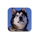 Alaskan Malamute Dog Rubber Square Coaster (4 pack)