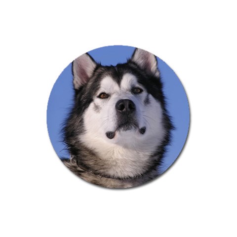 Alaskan Malamute Dog Magnet 3  (Round) from ArtsNow.com Front
