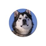 Alaskan Malamute Dog Magnet 3  (Round)